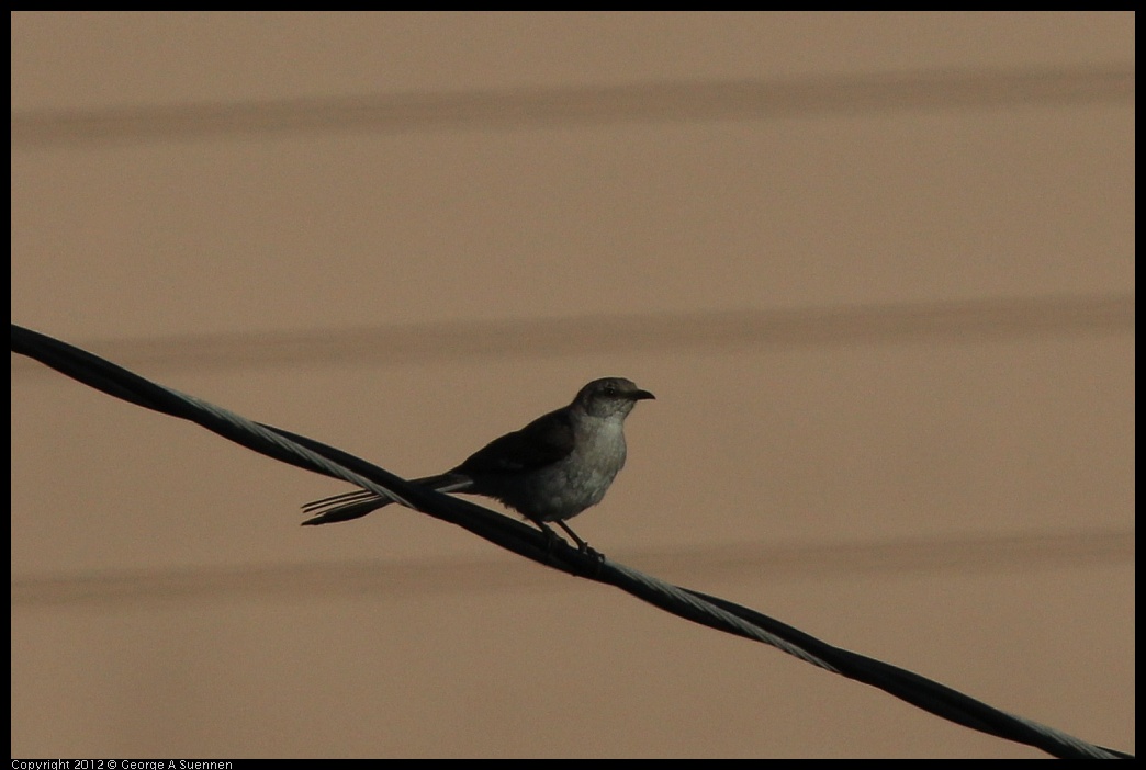 0721-175406-04.jpg - Northern Mockingbird