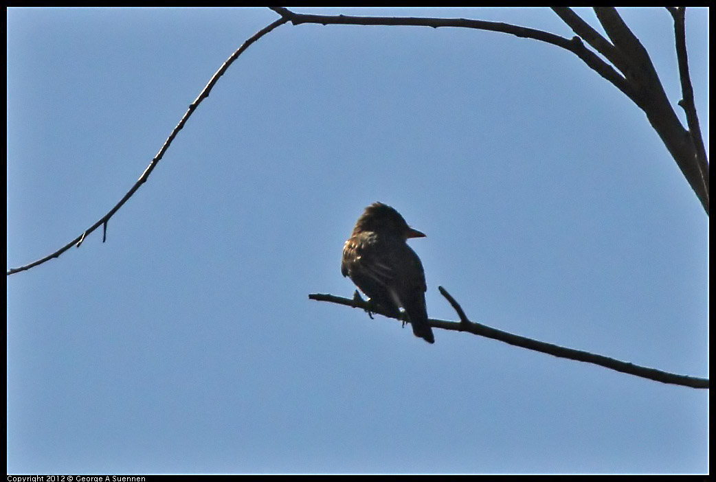 0722-091744-02.jpg - Flycatcher