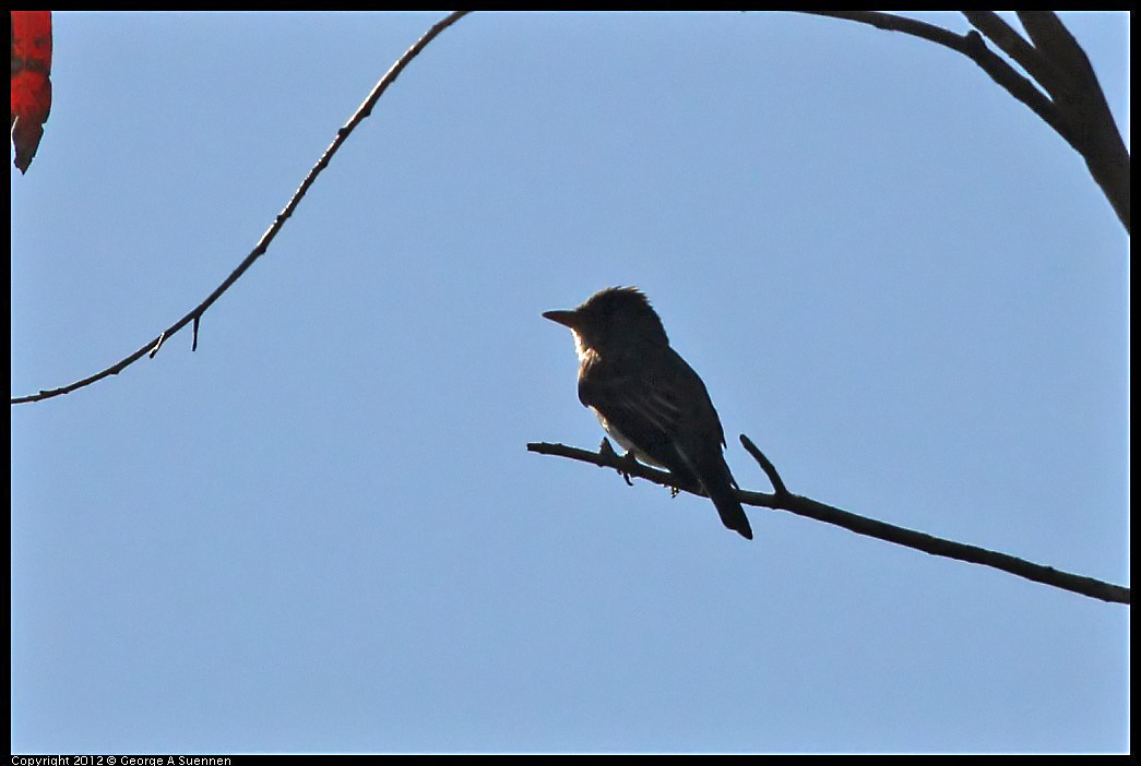 0722-091748-02.jpg - Flycatcher