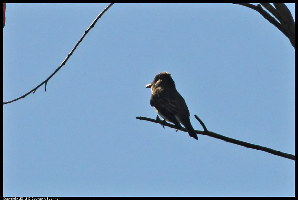 0722-091750-04.jpg - Flycatcher