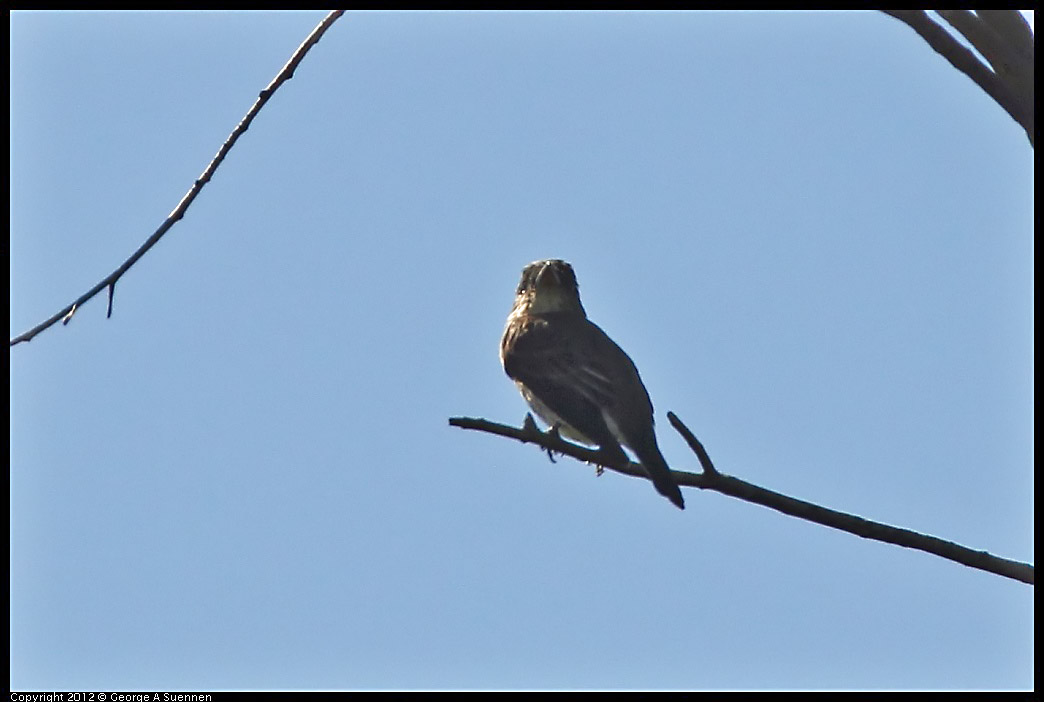 0722-091800-02.jpg - Flycatcher