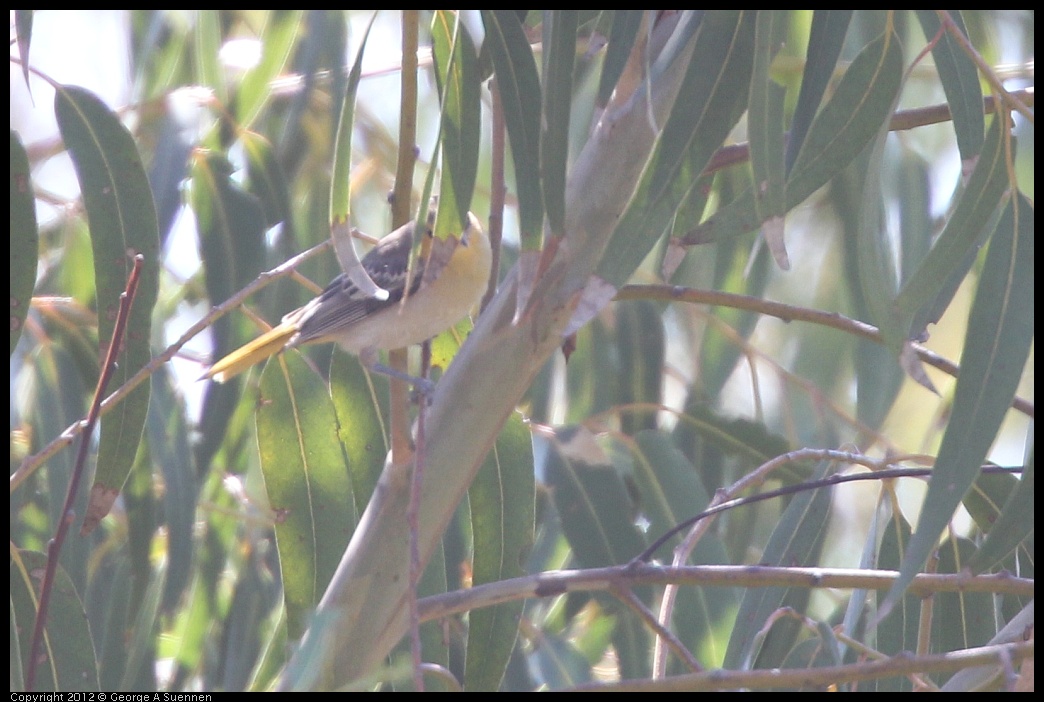 0722-092123-02.jpg - Bullock's Oriole