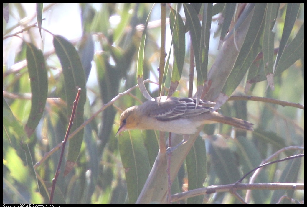 0722-092128-05.jpg - Bullock's Oriole