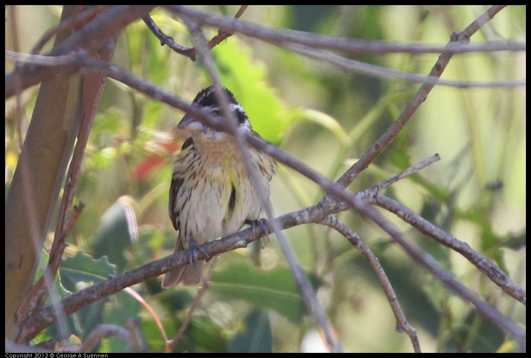 0722-092240-02.jpg - Rose-breasted Grosbeak