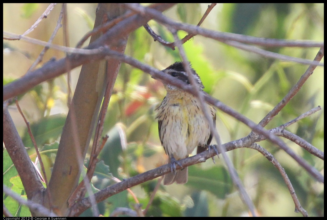 0722-092240-05.jpg - Rose-breasted Grosbeak