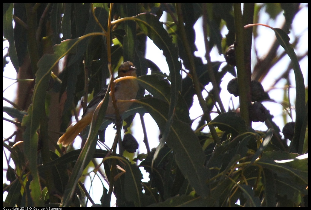 0722-092345-01.jpg - Bullock's Oriole