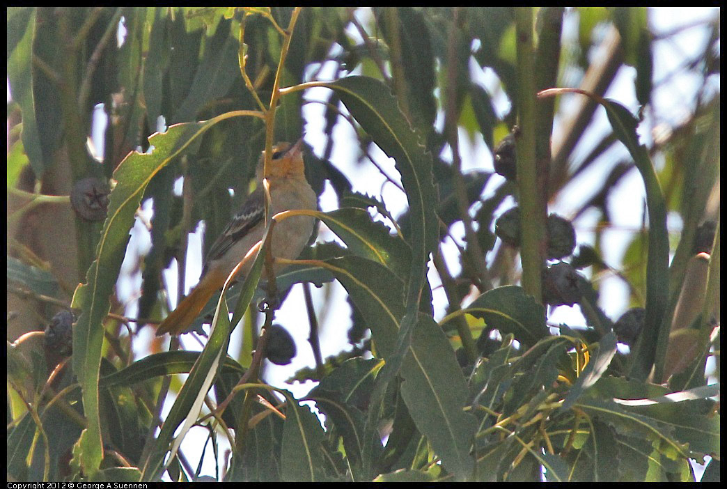 0722-092357-02.jpg - Bullock's Oriole