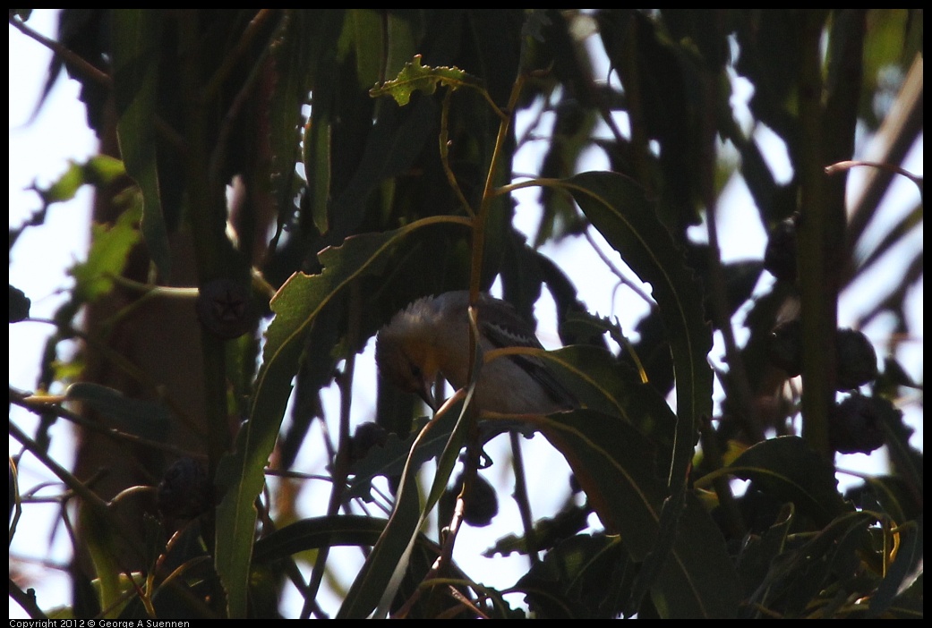 0722-092412-01.jpg - Bullock's Oriole