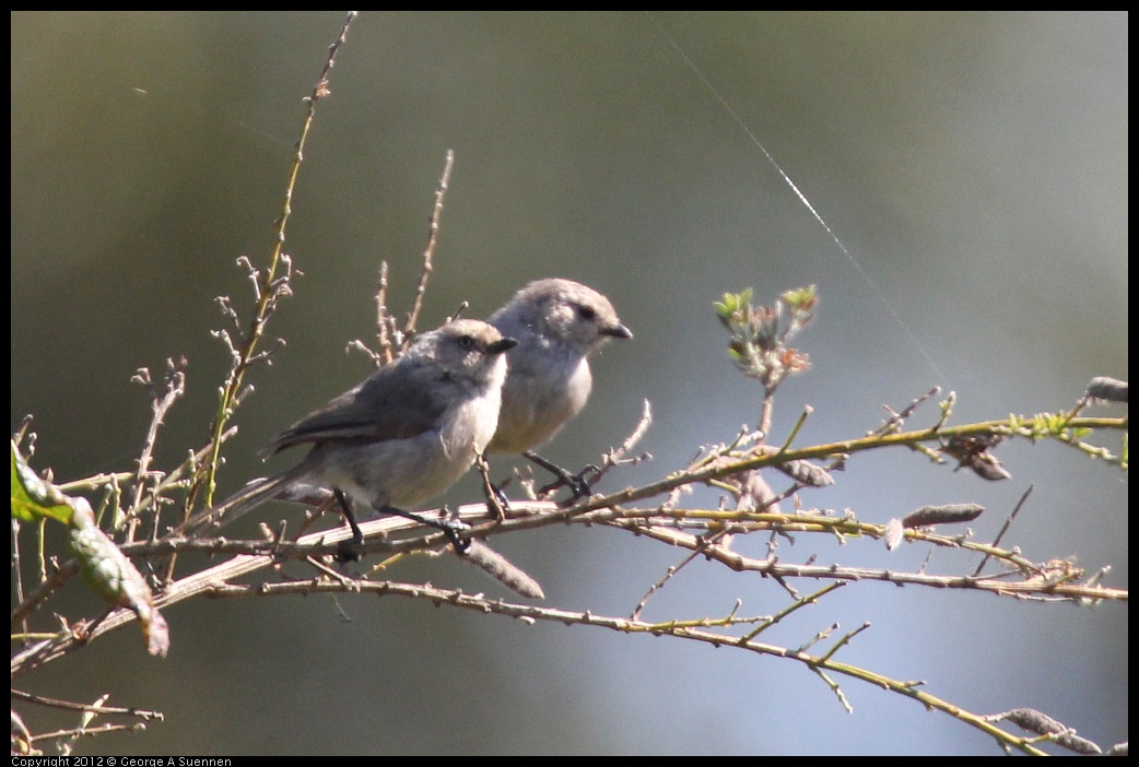 0722-092833-02.jpg - Bushtit