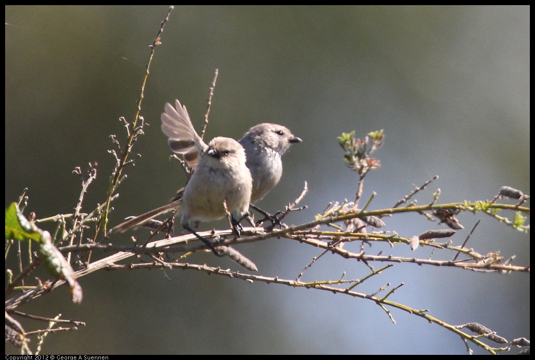 0722-092833-04.jpg - Bushtit