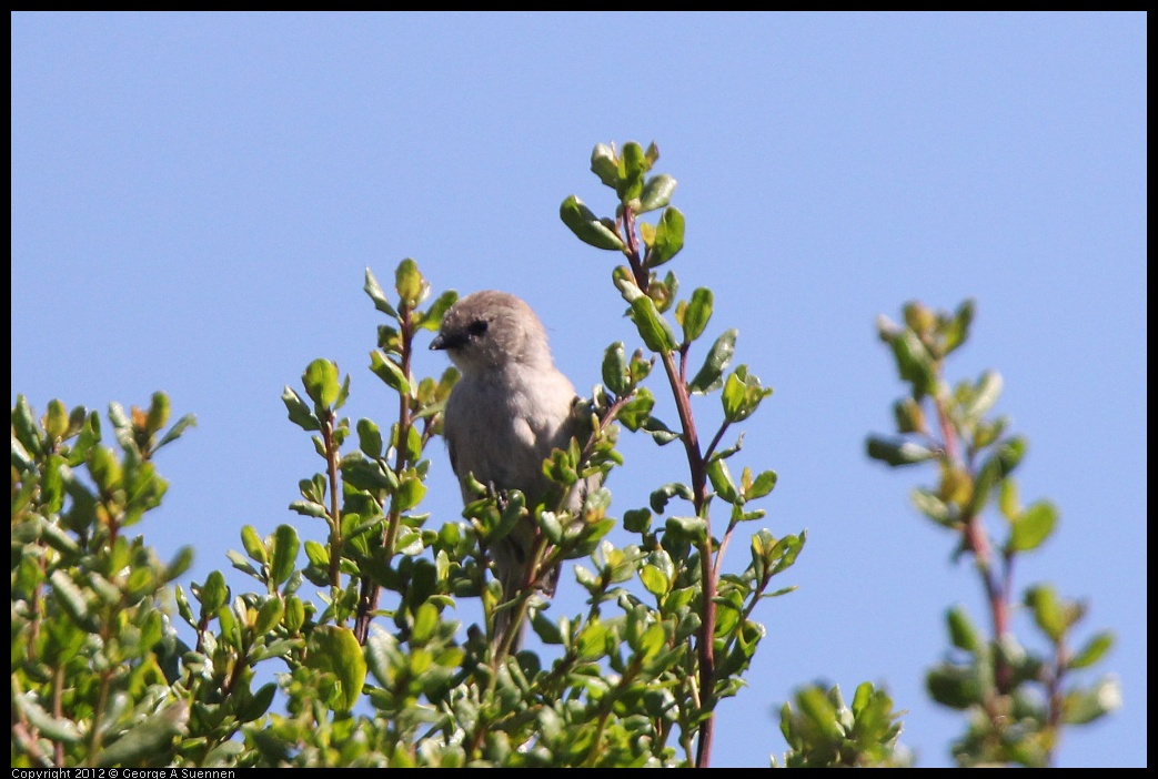 0722-093024-03.jpg - Bushtit