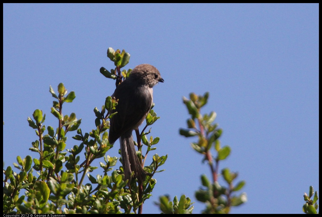 0722-093027-02.jpg - Bushtit