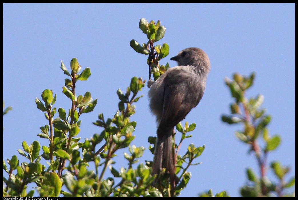 0722-093029-03.jpg - Bushtit