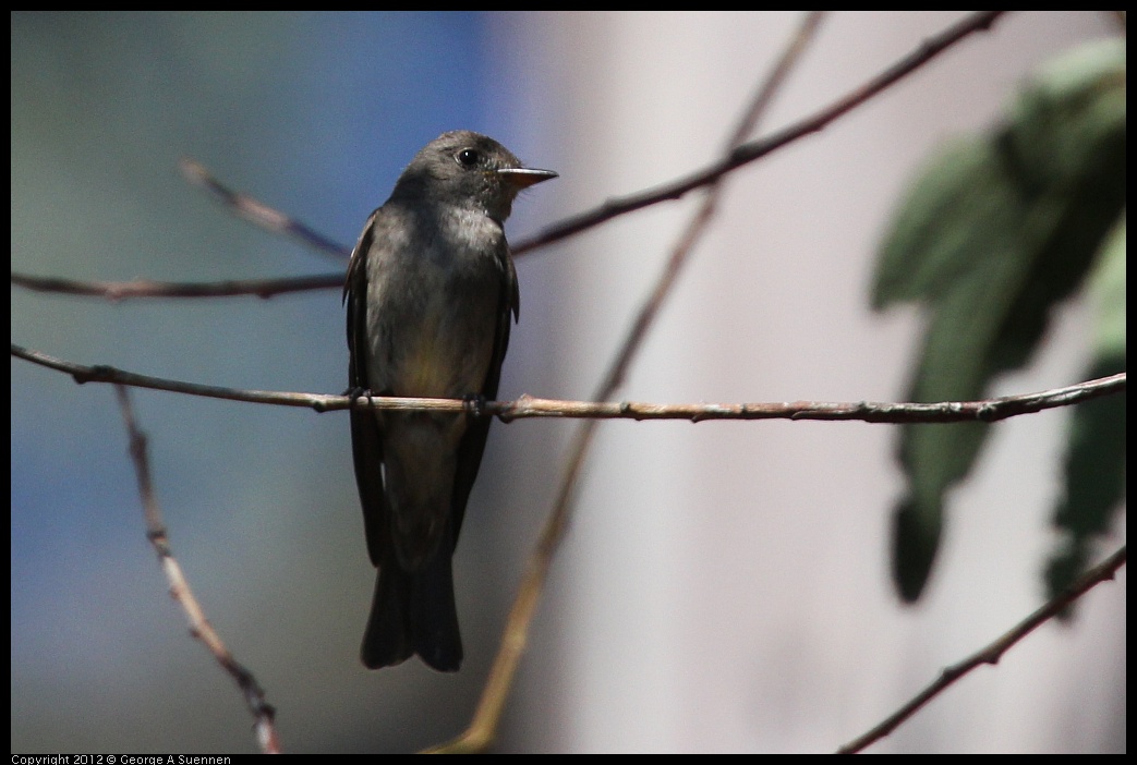 0722-094146-02.jpg - Olive-sided Flycatcher