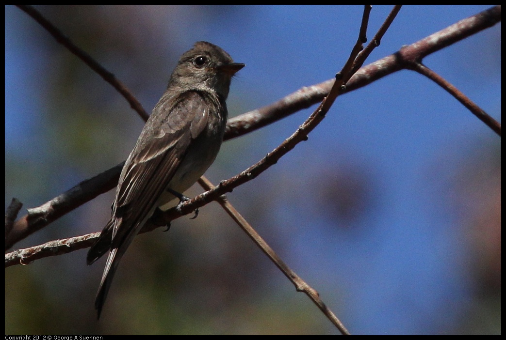 0722-094450-05.jpg - Olive-sided Flycatcher