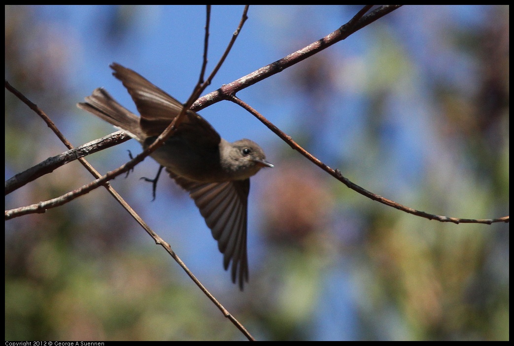 0722-094457-02.jpg - Olive-sided Flycatcher