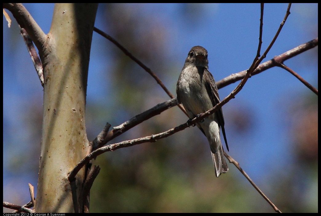 0722-094503-01.jpg - Olive-sided Flycatcher