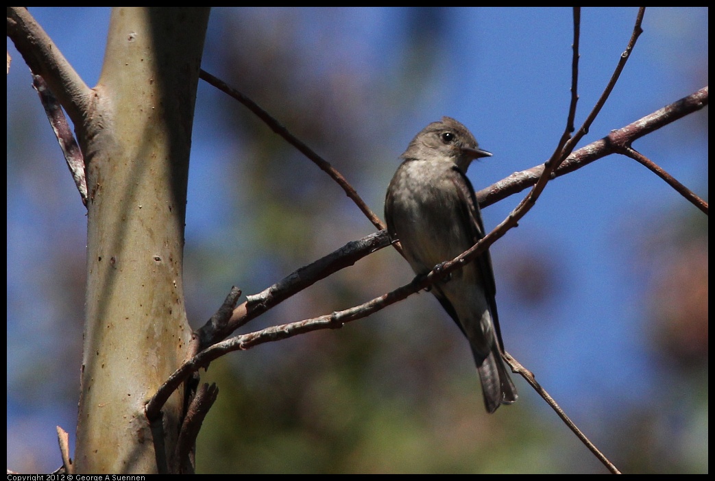 0722-094508-03.jpg - Olive-sided Flycatcher