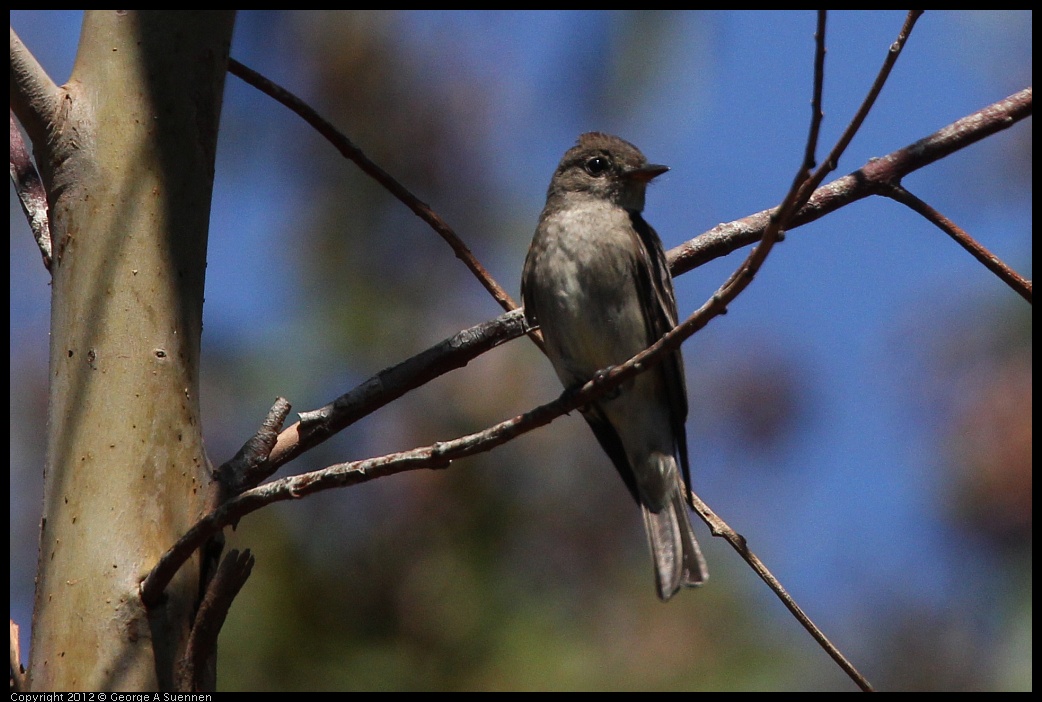 0722-094515-02.jpg - Olive-sided Flycatcher