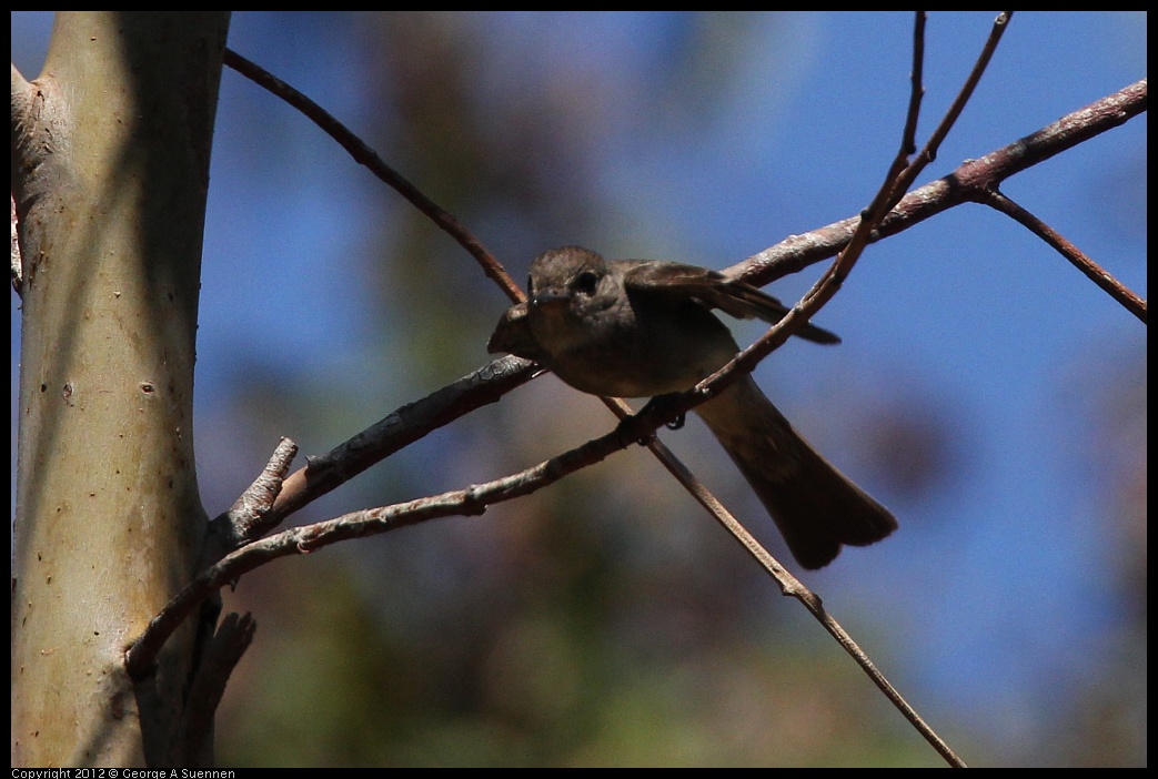 0722-094520-06.jpg - Olive-sided Flycatcher