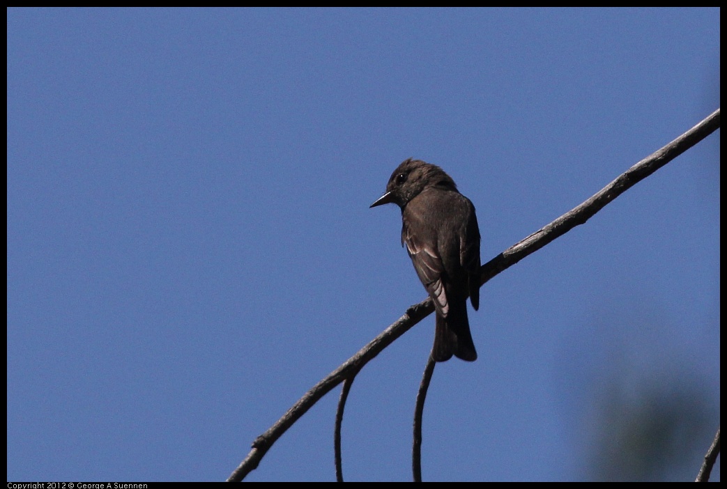 0722-094552-01.jpg - Olive-sided Flycatcher