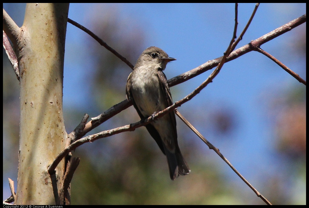 0722-094721-02.jpg - Olive-sided Flycatcher