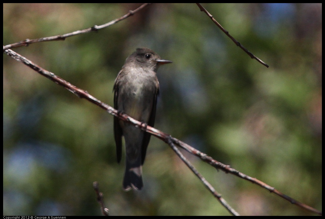 0722-094739-03.jpg - Olive-sided Flycatcher