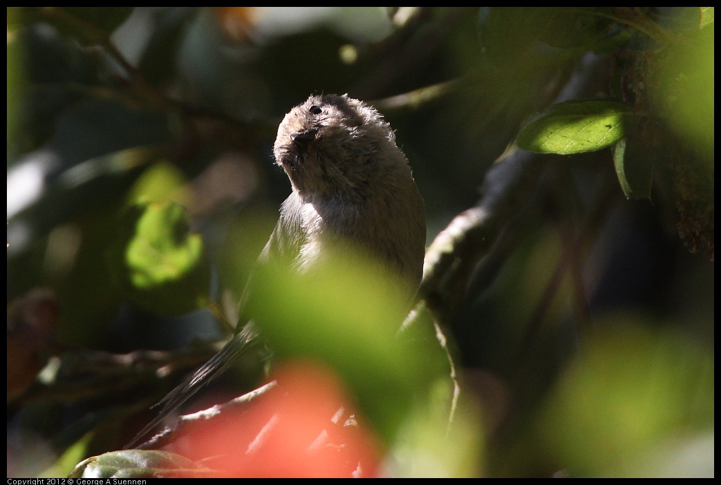 0722-095050-05.jpg - Bushtit