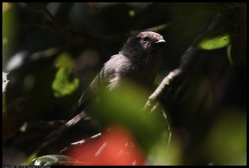 0722-095051-01.jpg - Bushtit