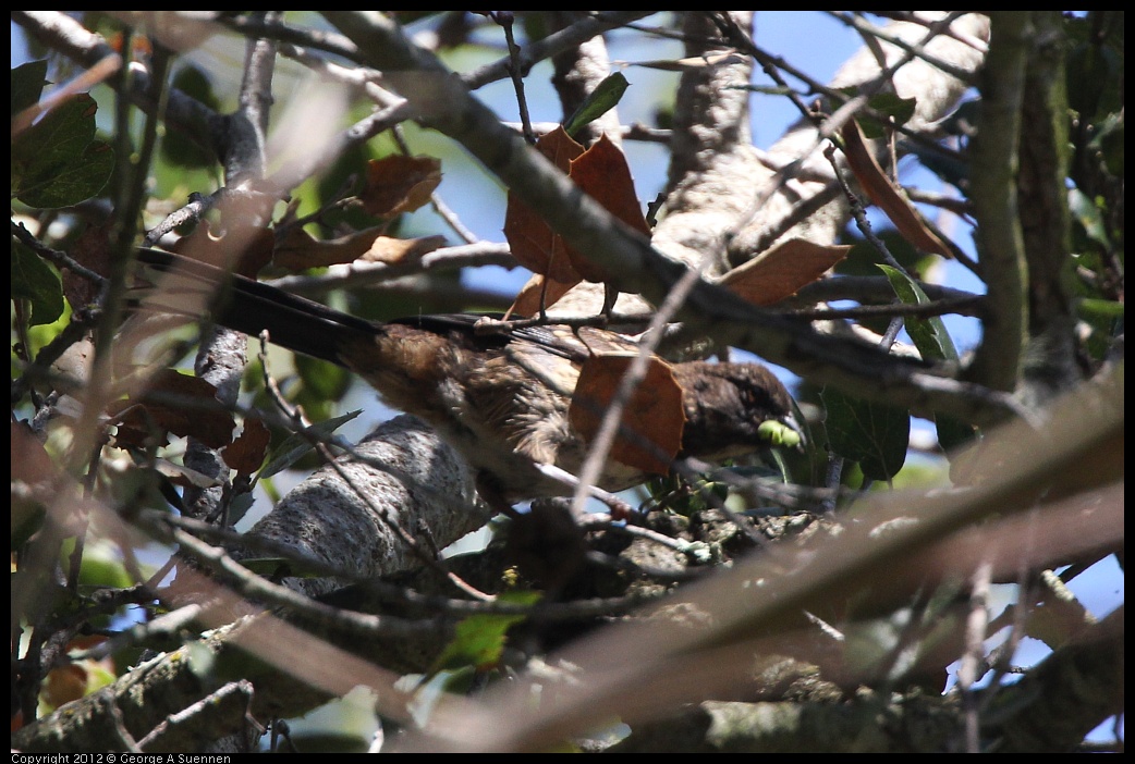 0722-095630-01.jpg -  Spotted Towhee