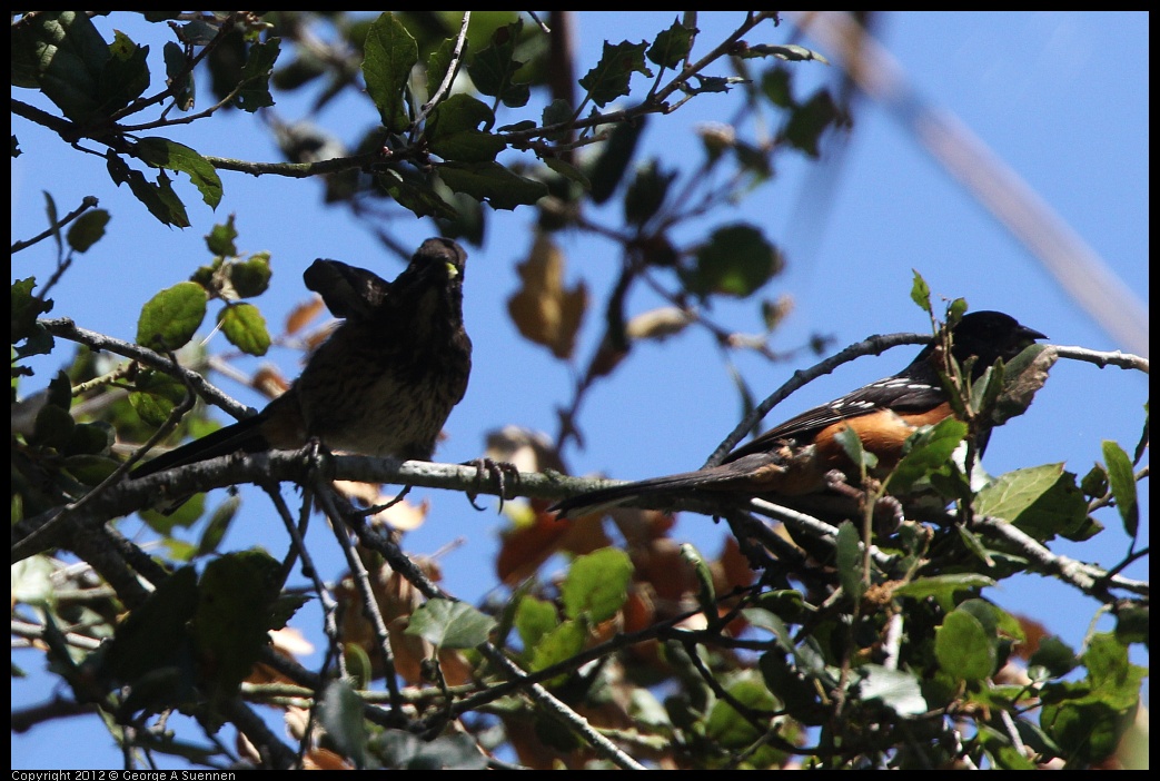 0722-095654-01.jpg -  Spotted Towhee