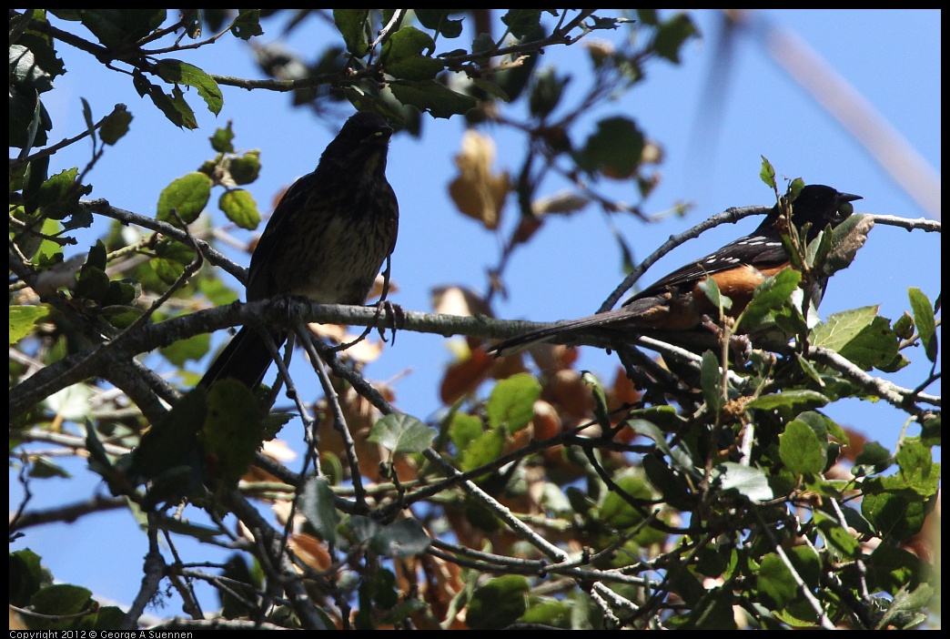 0722-095654-05.jpg -  Spotted Towhee