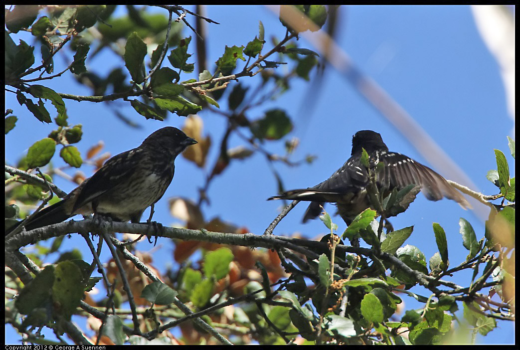 0722-095701-01.jpg -  Spotted Towhee