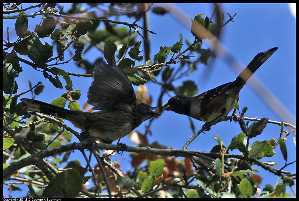 0722-095701-04.jpg -  Spotted Towhee