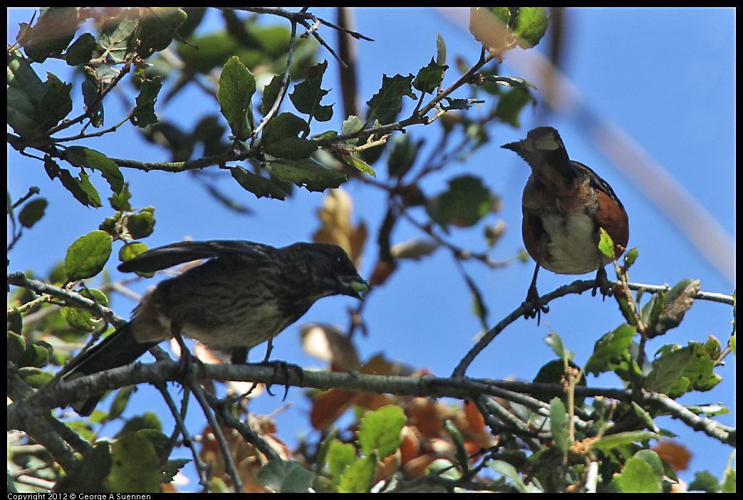 0722-095706-01.jpg -  Spotted Towhee