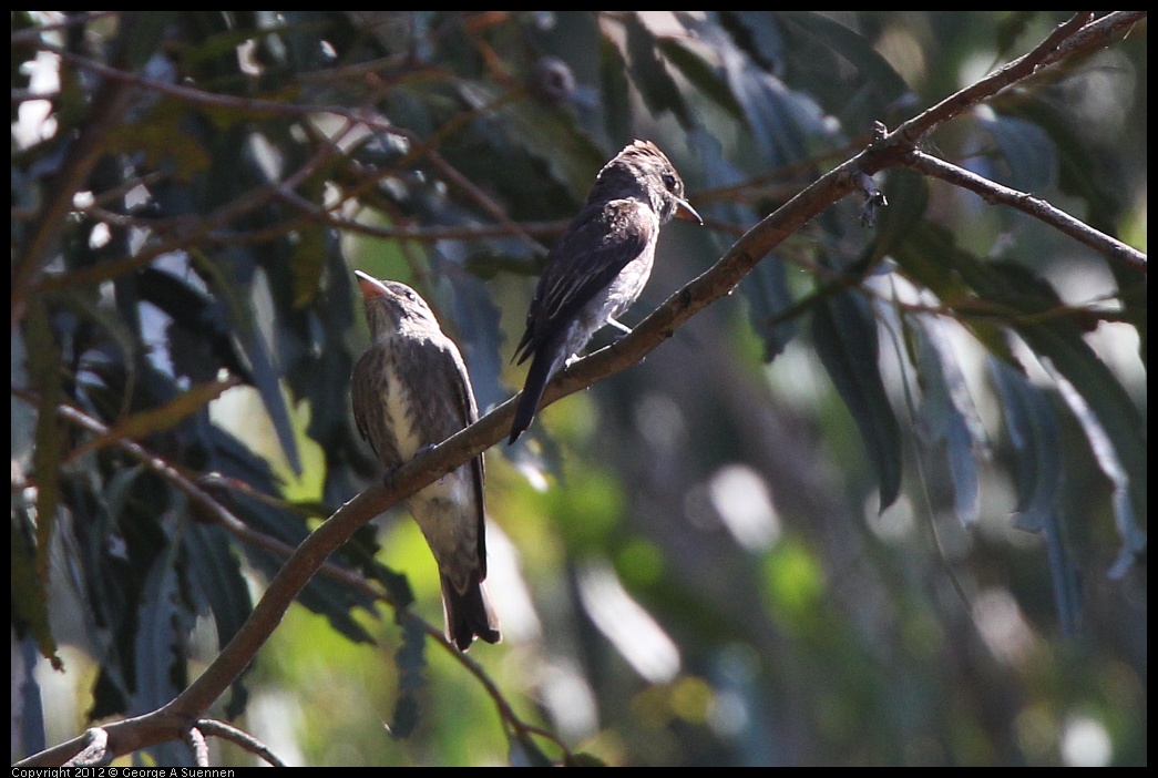 0722-095943-03.jpg - Olive-sided Flycatcher