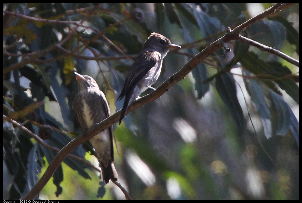 0722-095945-01.jpg - Olive-sided Flycatcher