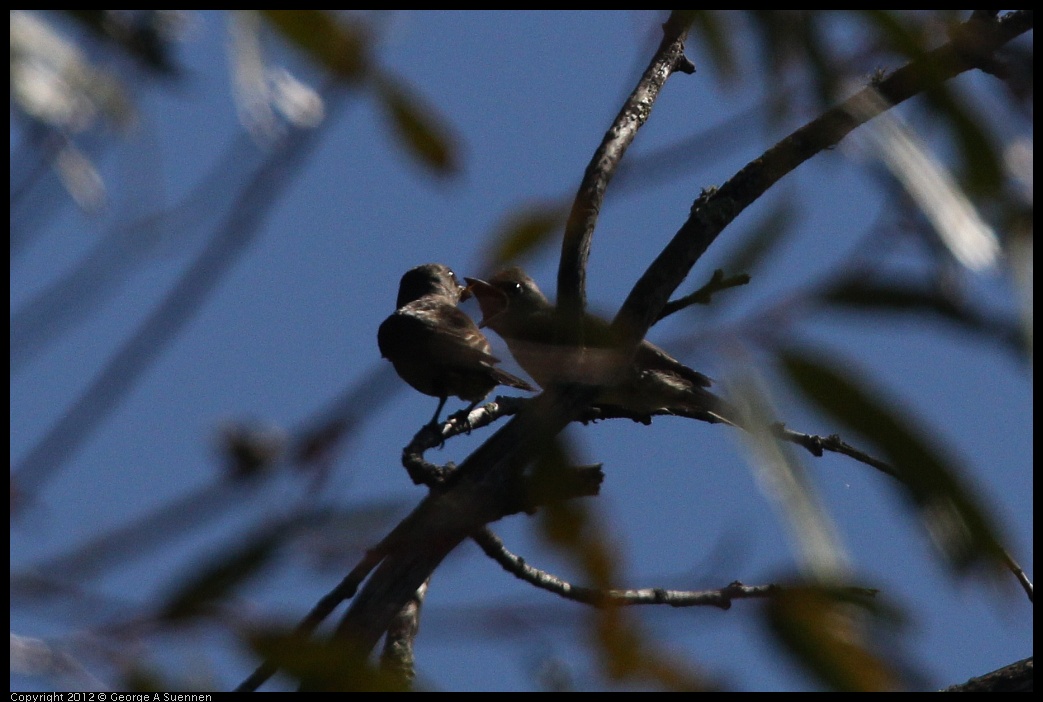 0722-100005-02.jpg - Olive-sided Flycatcher