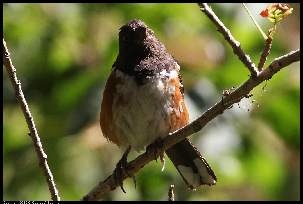 0722-100141-02.jpg -  Spotted Towhee