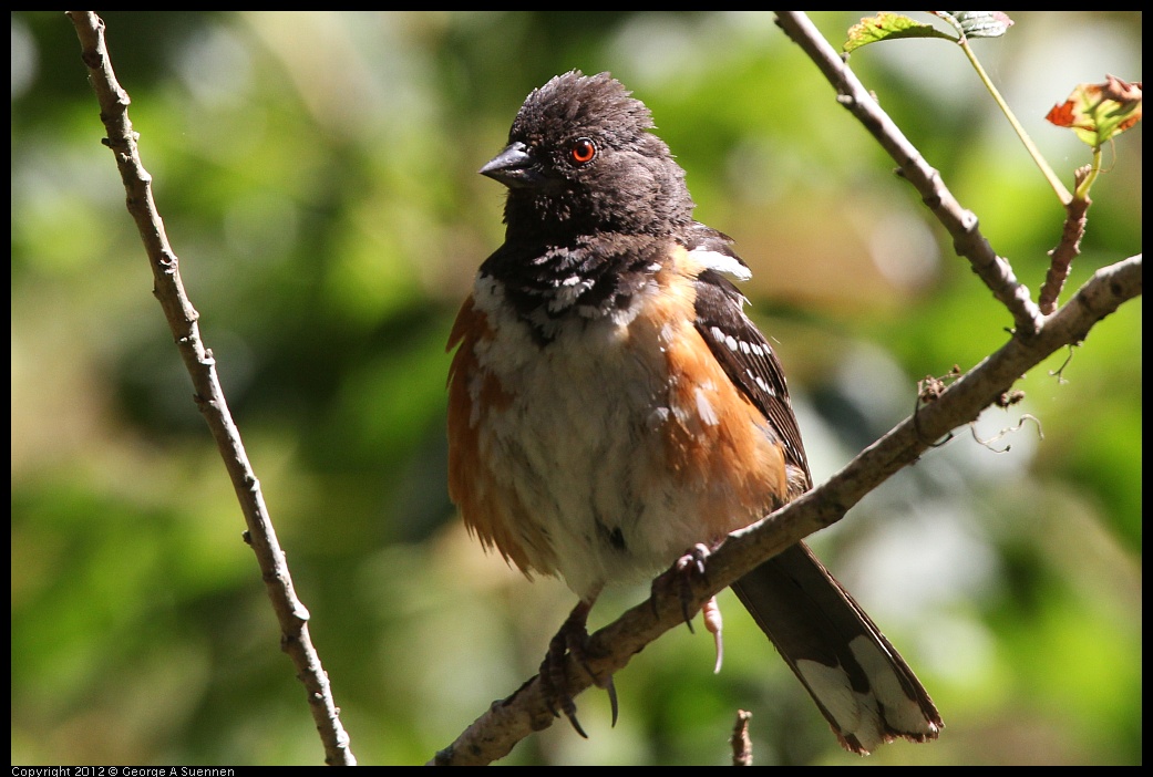 0722-100143-01.jpg -  Spotted Towhee