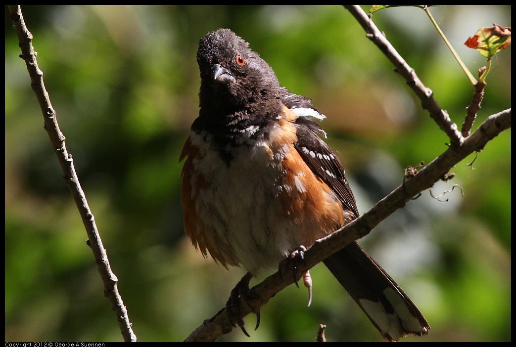 0722-100144-02.jpg -  Spotted Towhee