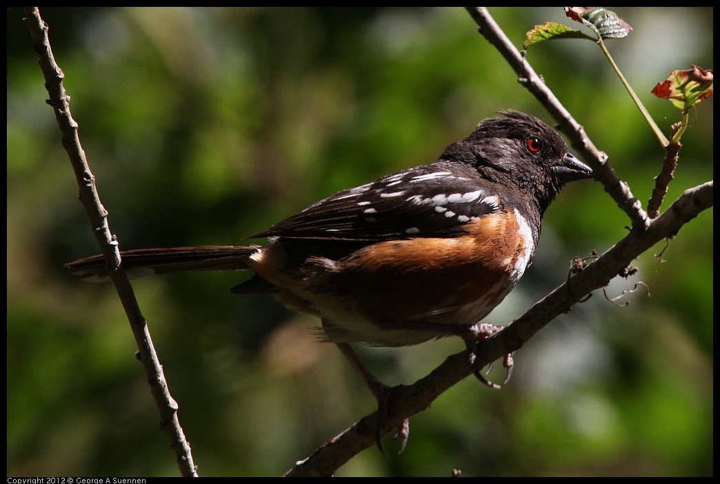 0722-100146-01.jpg -  Spotted Towhee