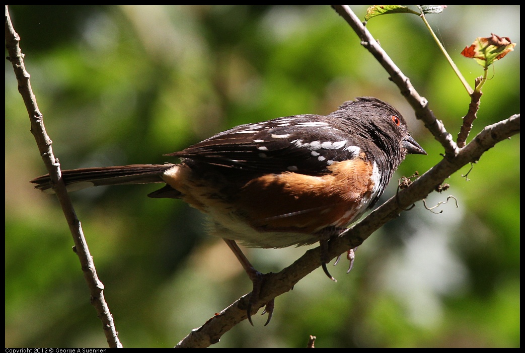 0722-100151-02.jpg -  Spotted Towhee