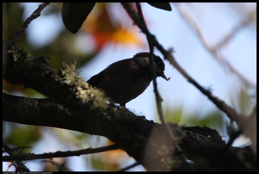 0722-102243-01.jpg - Chestnut-backed Chickadee