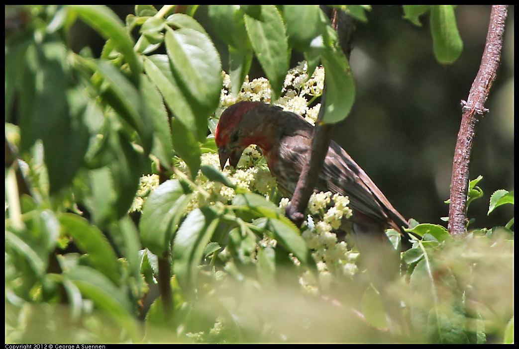 0722-103205-01.jpg - House Finch