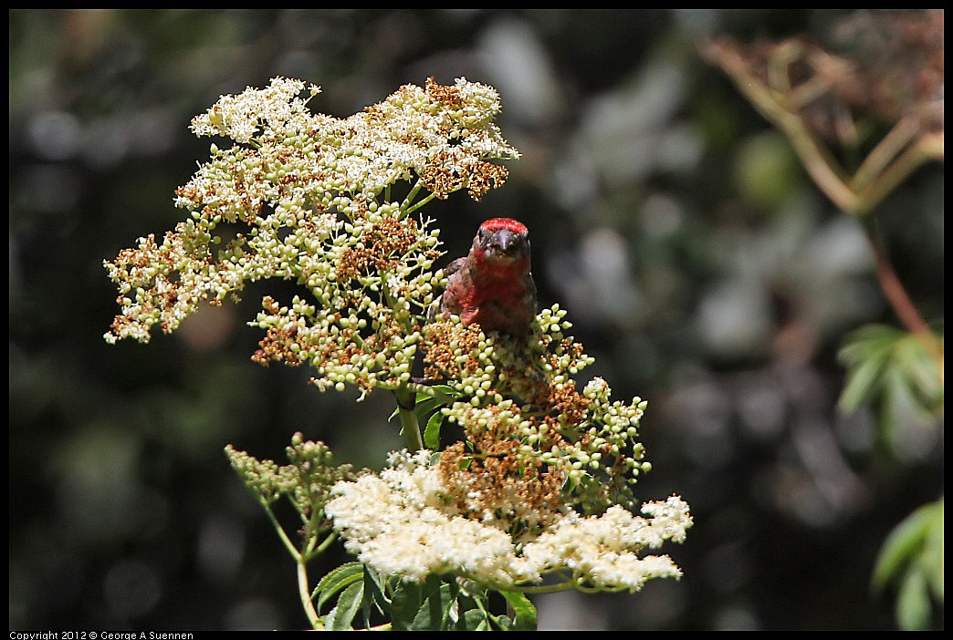 0722-103343-02.jpg - House Finch