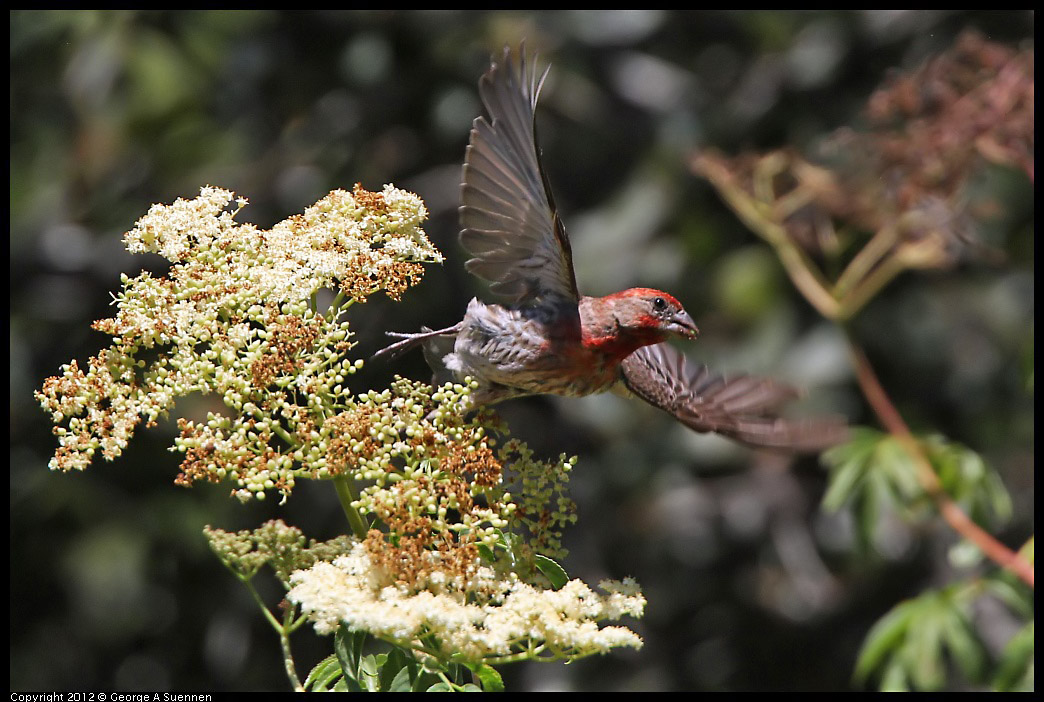 0722-103343-03.jpg - House Finch