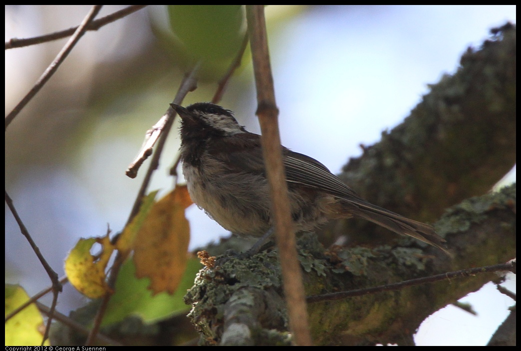 0722-103642-01.jpg - Chestnut-backed Chickadee