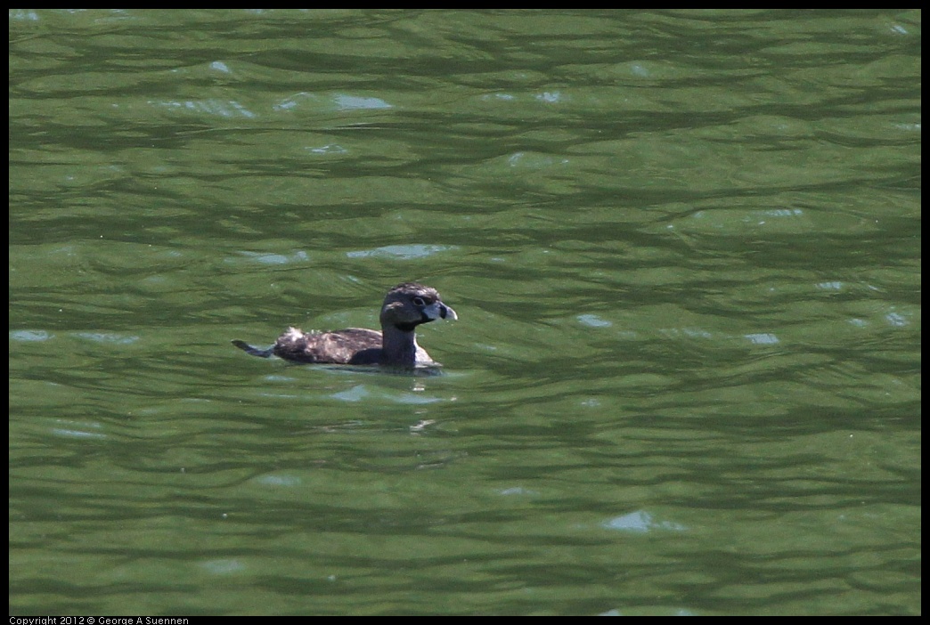 0722-103834-01.jpg - Pied-billed Grebe