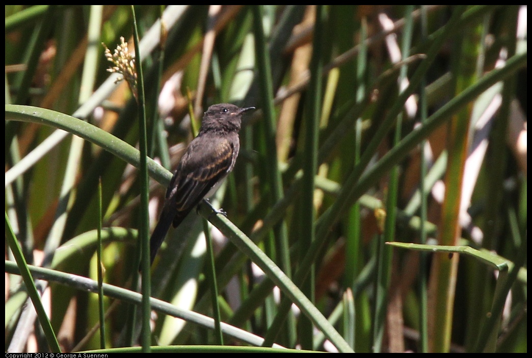 0722-104405-02.jpg - Black Phoebe